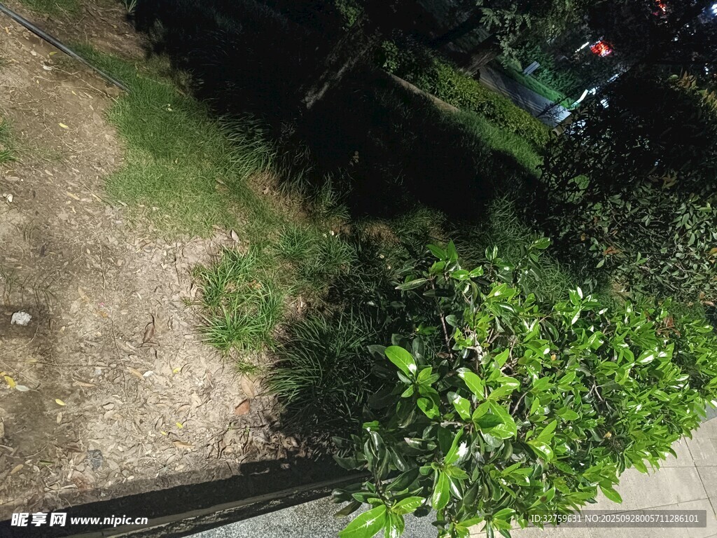 夜晚绿植景观