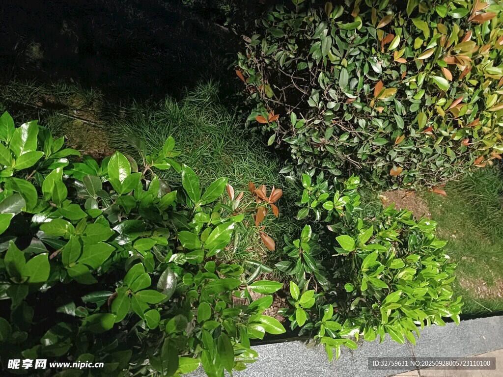 庭院绿植景观
