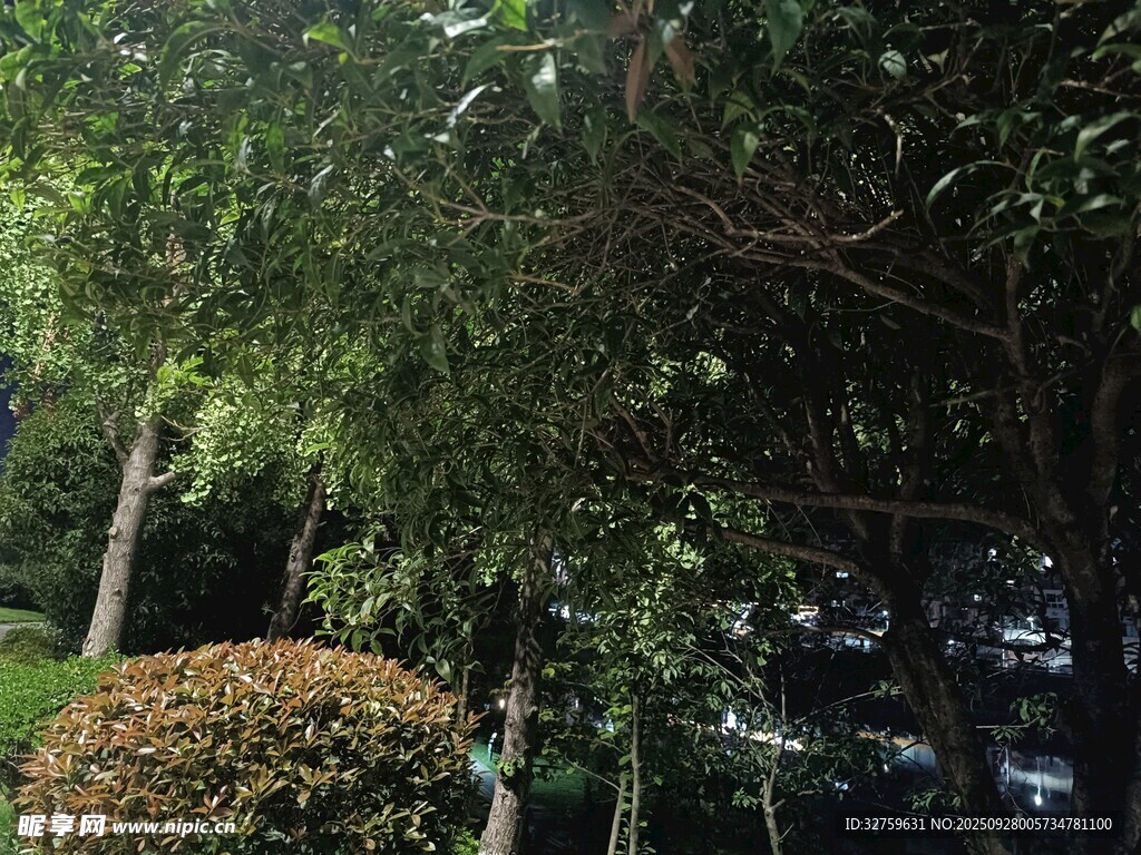 繁茂绿植与灌木景观