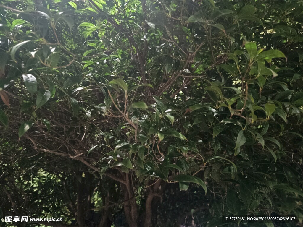 茂密树林中的繁茂枝叶