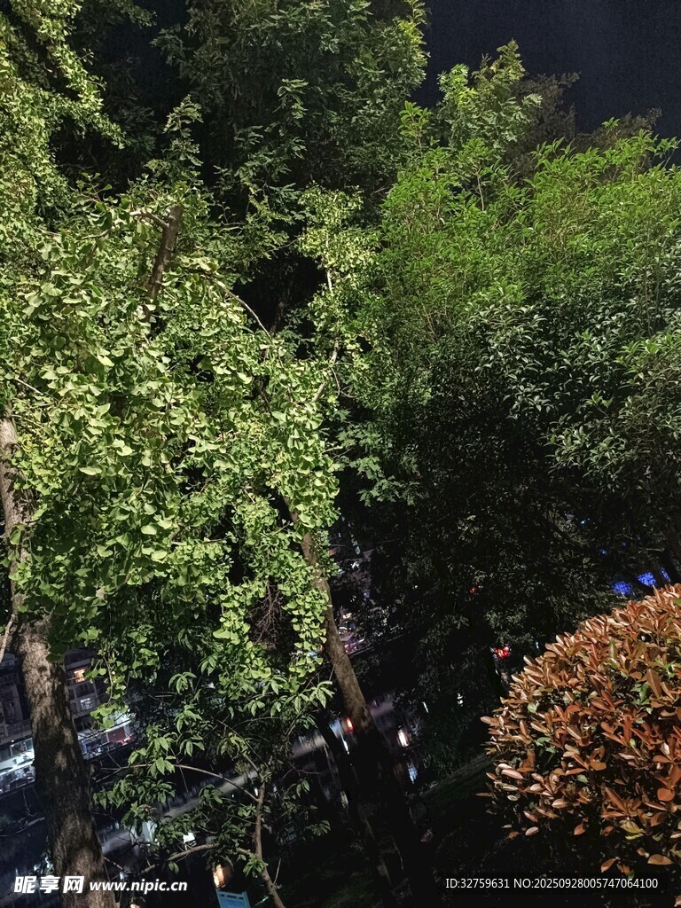 夜晚繁茂绿植景观