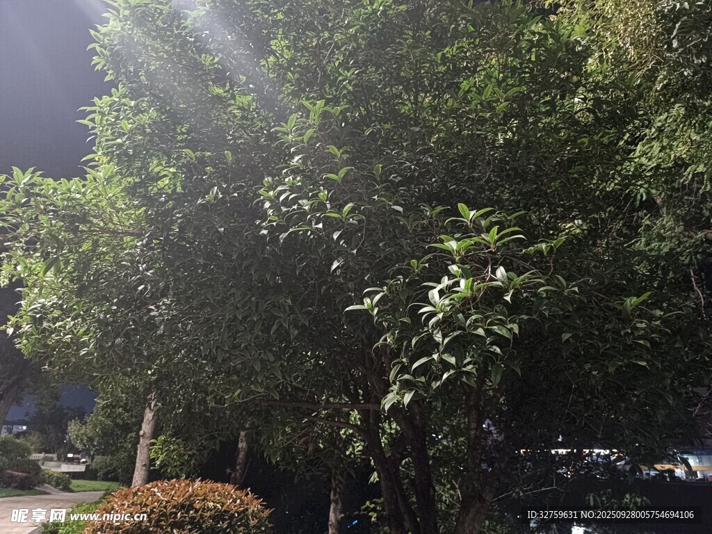 阳光洒落绿树成荫的街道