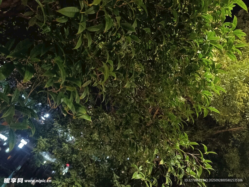 夜晚竹林间的微光闪烁