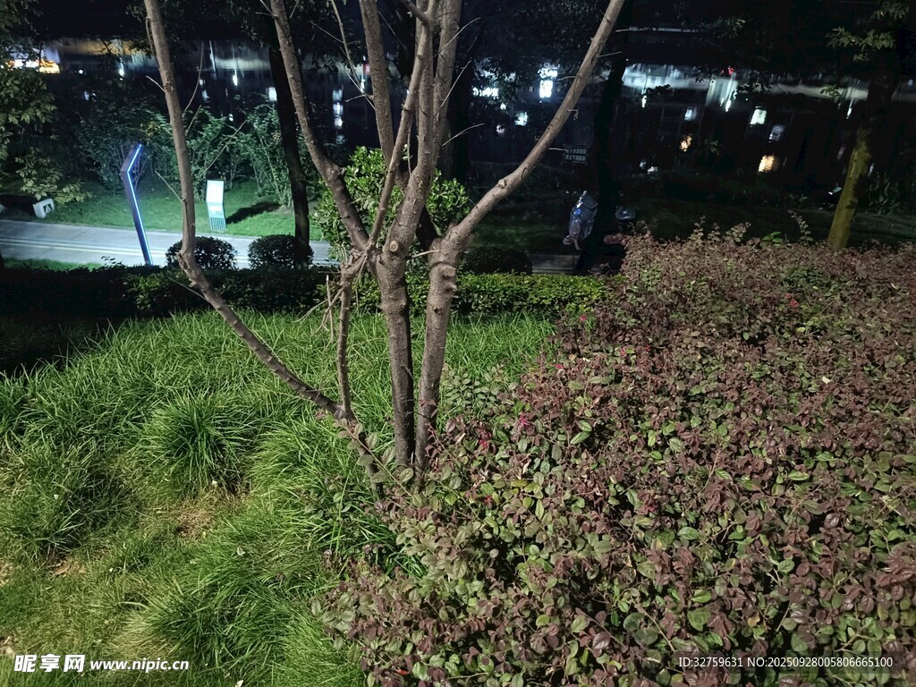 夜晚公园绿植景观