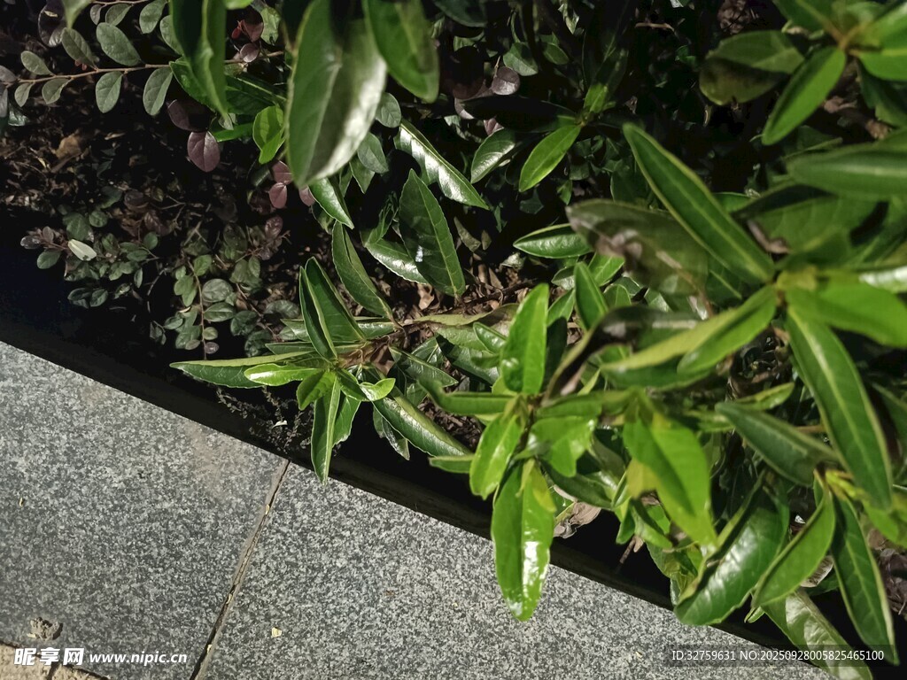 路边翠绿植物生机盎然