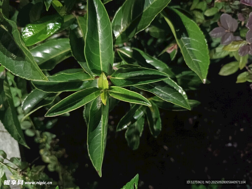 翠绿叶片的清新植物