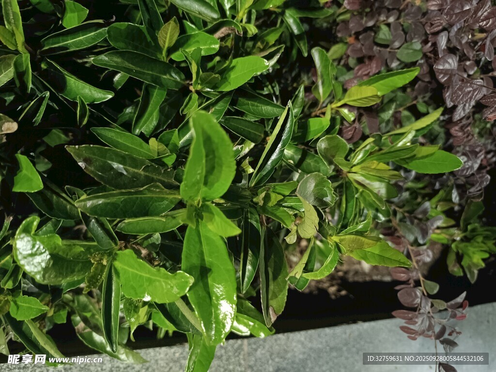 翠绿繁茂的室内绿植景观