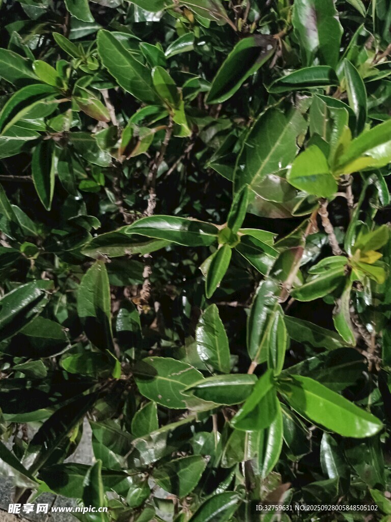 翠绿繁茂的植物叶片