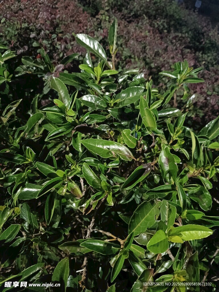 绿叶繁茂的植物景观