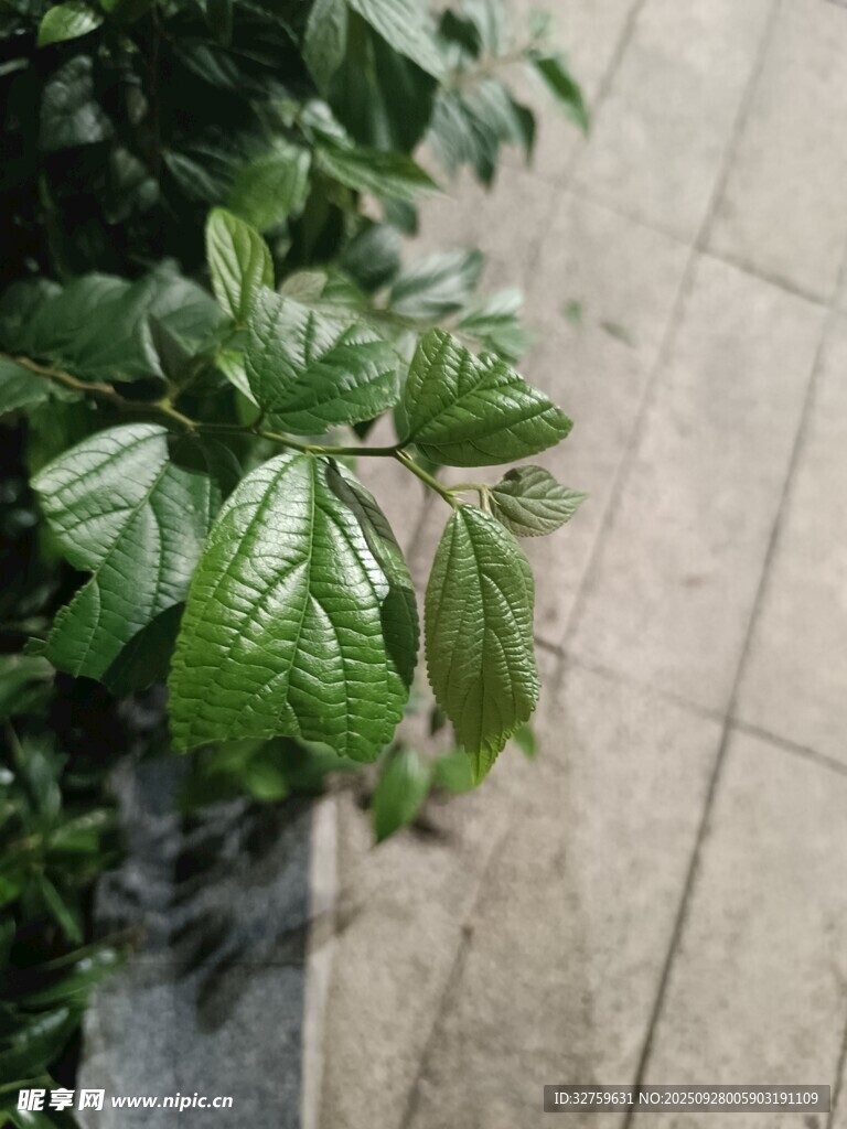 绿叶生机