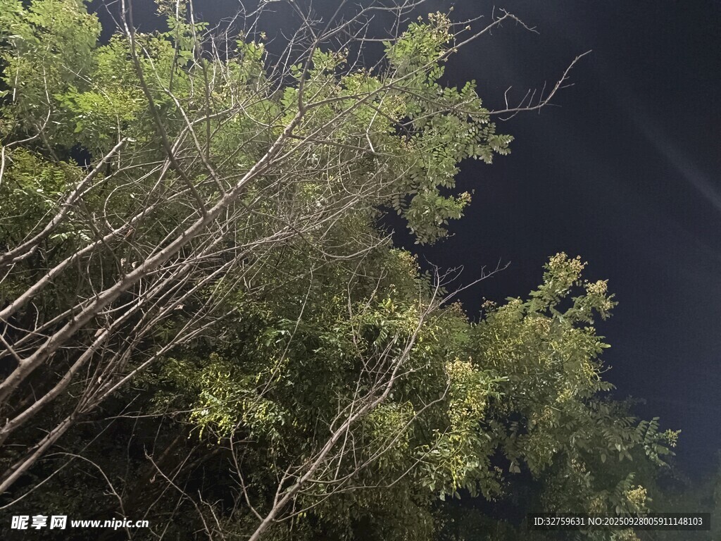 夜幕下的葱郁竹林