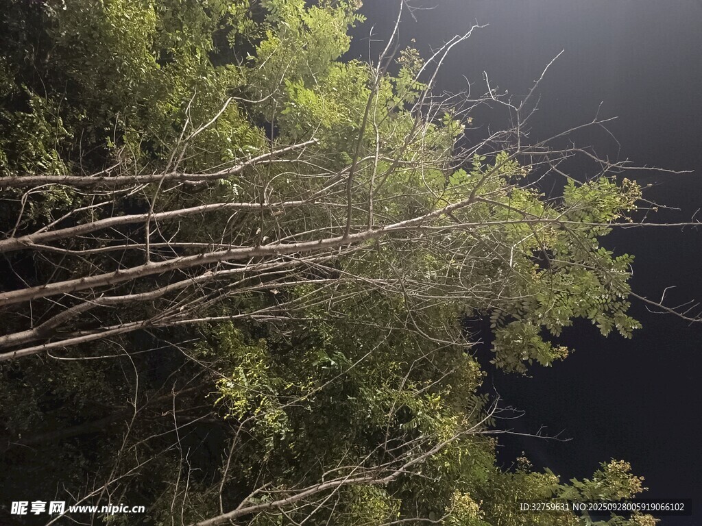 仰视夜空下的繁茂树木