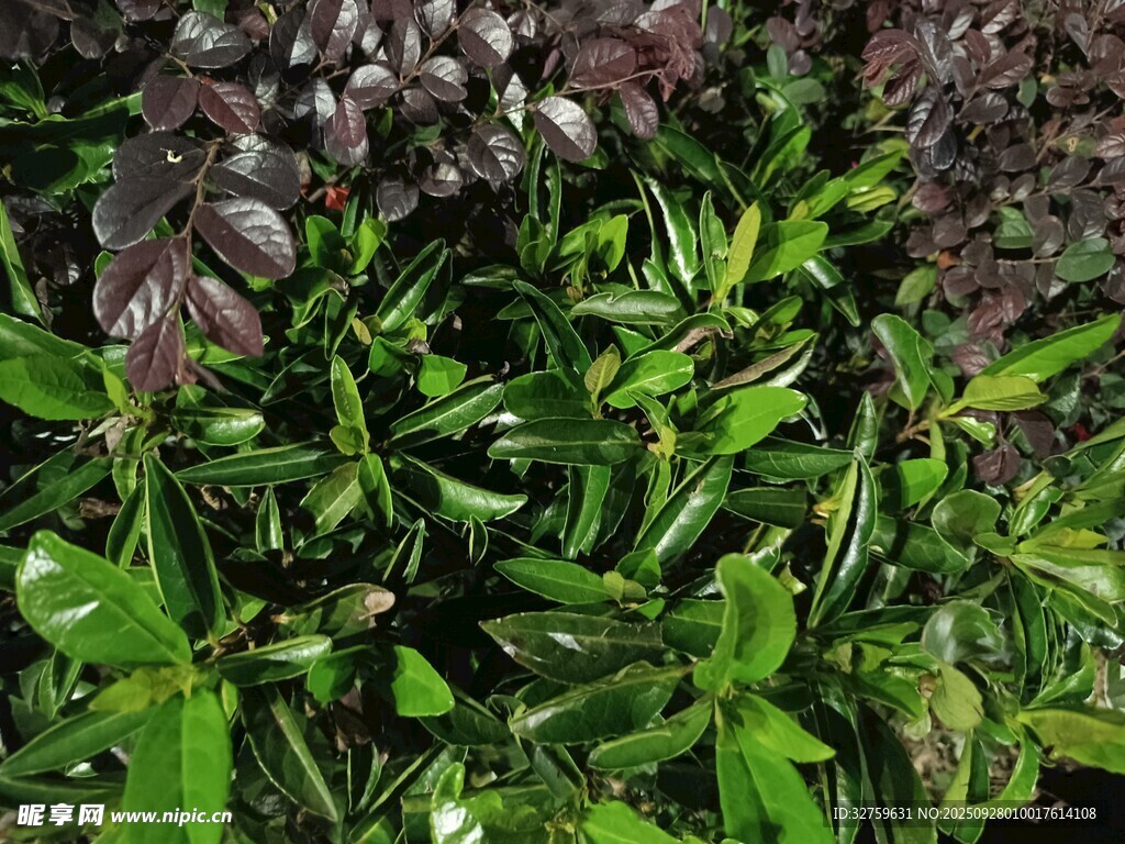 翠绿植物与深紫植物相伴