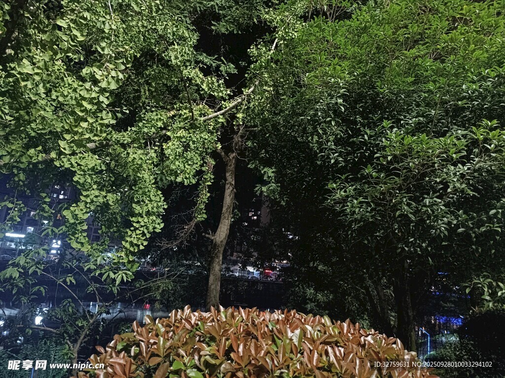 树下繁花夜景