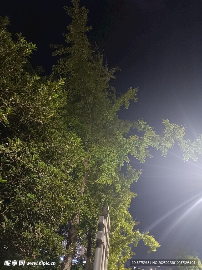 夜晚林间的明亮灯光
