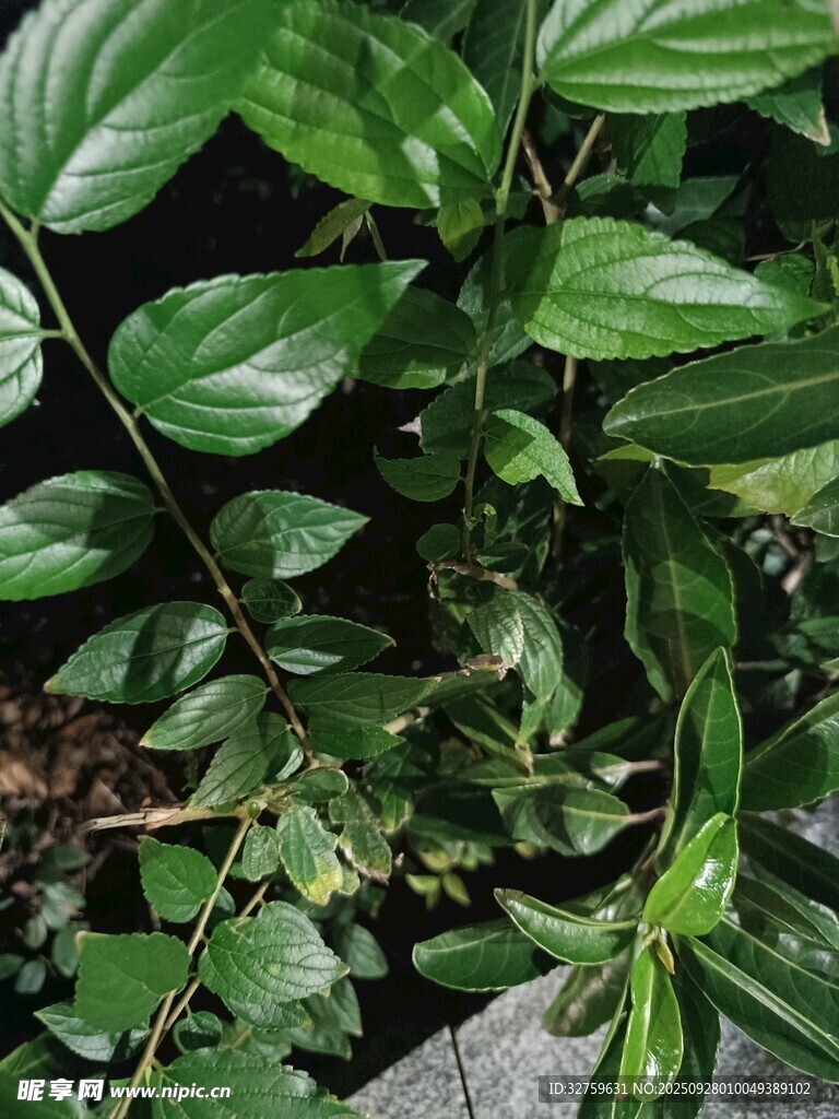 翠绿繁茂的热带植物景观