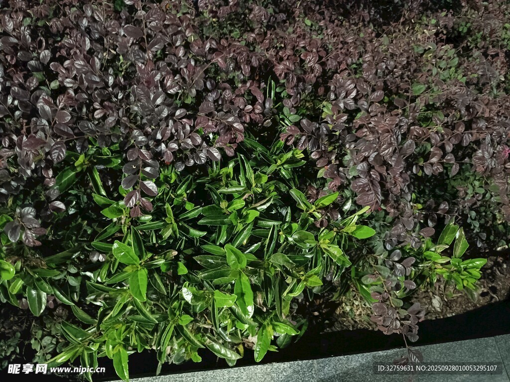 多彩植物景观