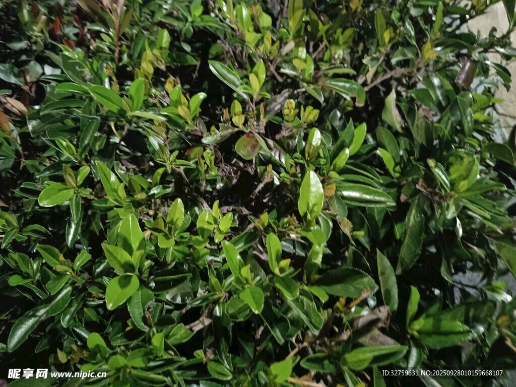 茂密绿植景观