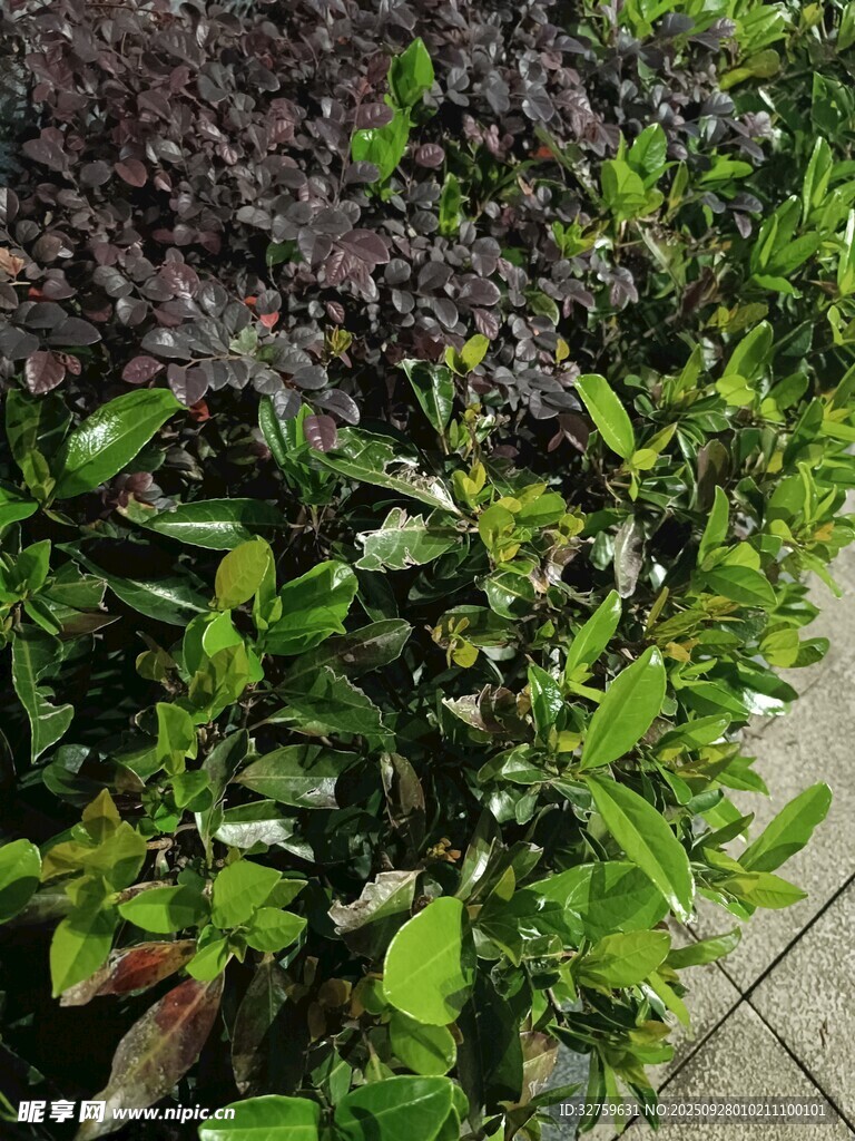 多彩绿植景观