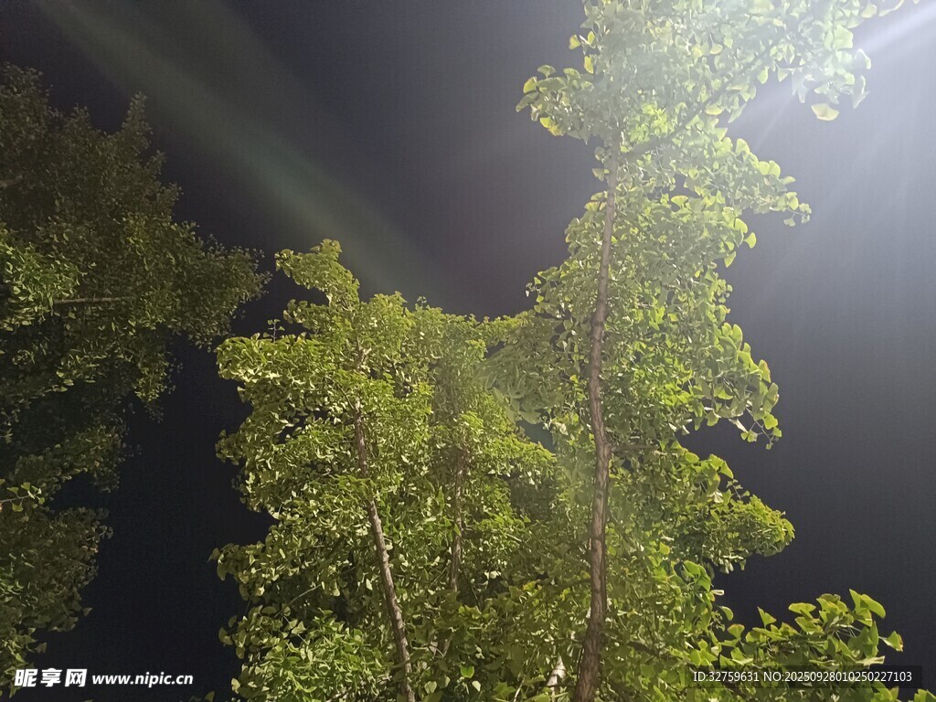夜中树梢 