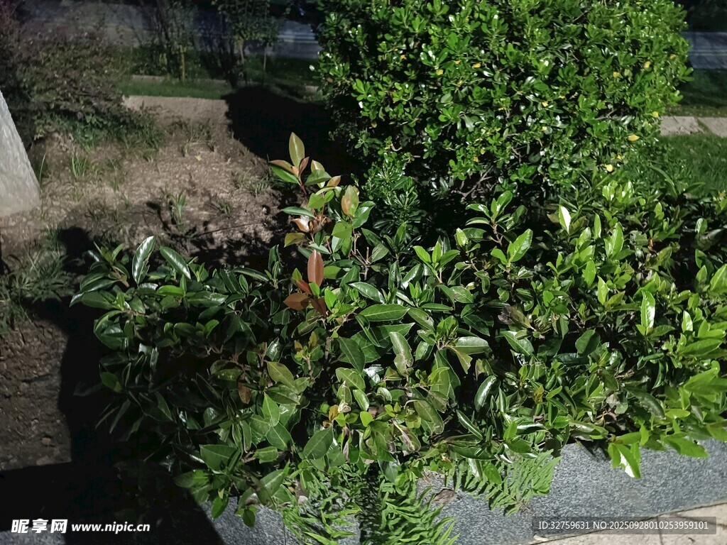 绿叶繁茂的灌木丛