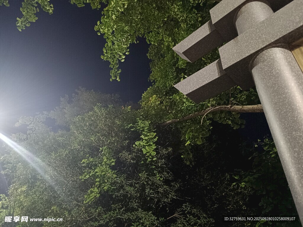 夜晚路灯下的葱郁树林
