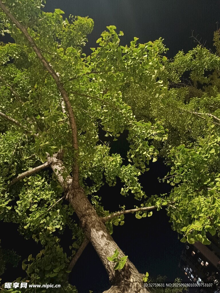 仰视视角下的繁茂绿树