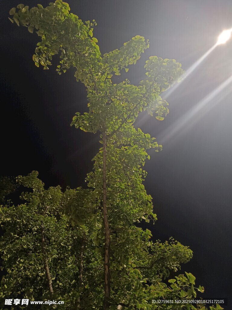 暗夜中穿透枝叶的光束