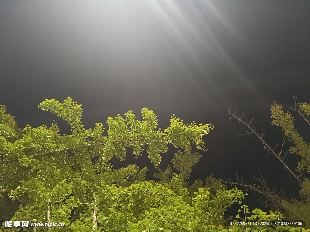 林间光束下的翠绿枝叶