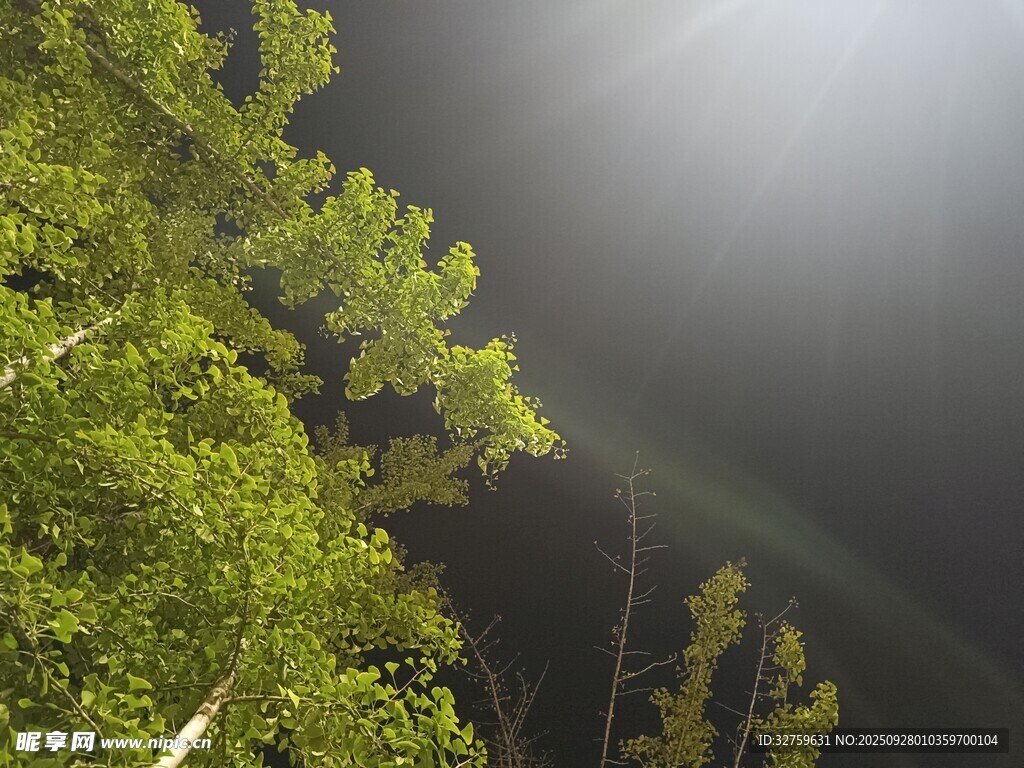 林间彩虹