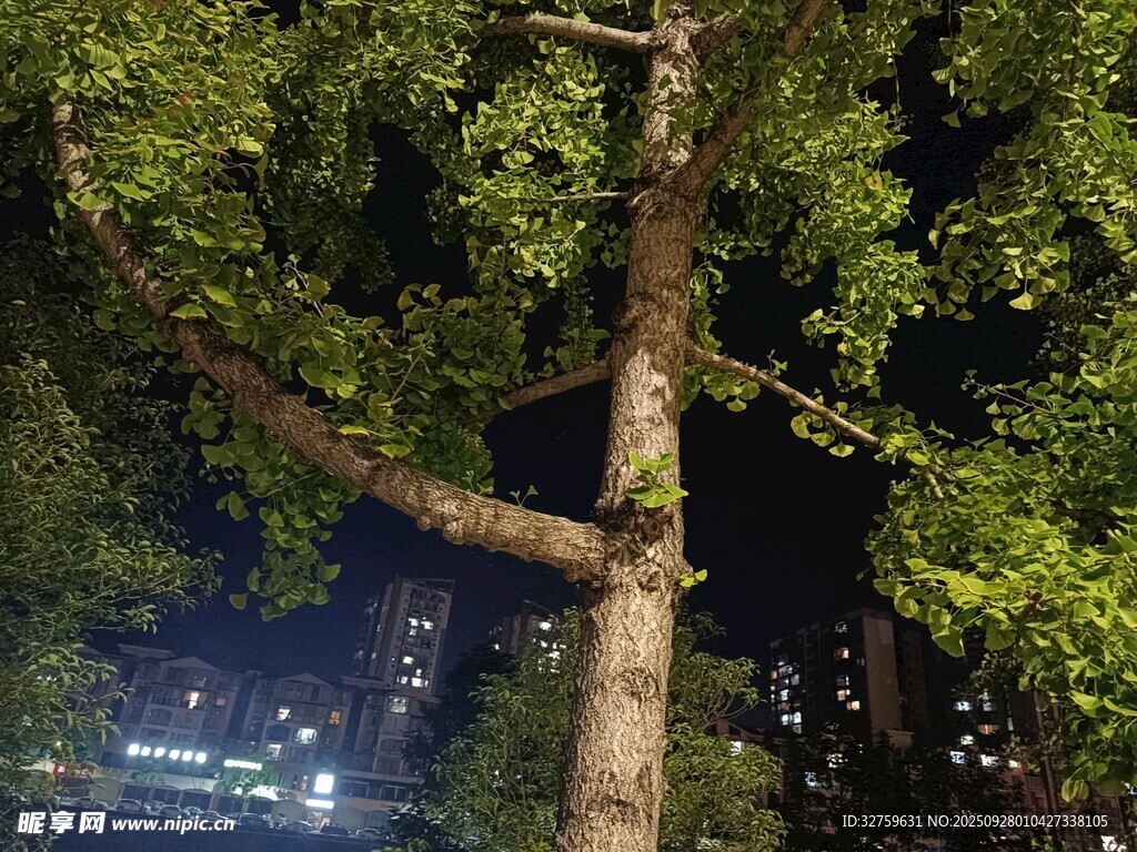 夜晚大树与背后城市灯火
