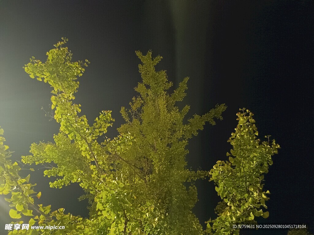 夜灯下的翠绿枝叶