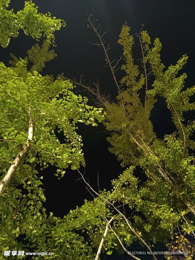 夜幕下的葱郁树梢