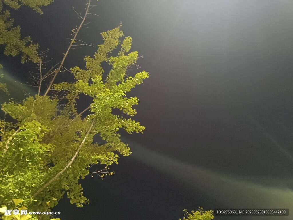 夜空下的葱郁树梢