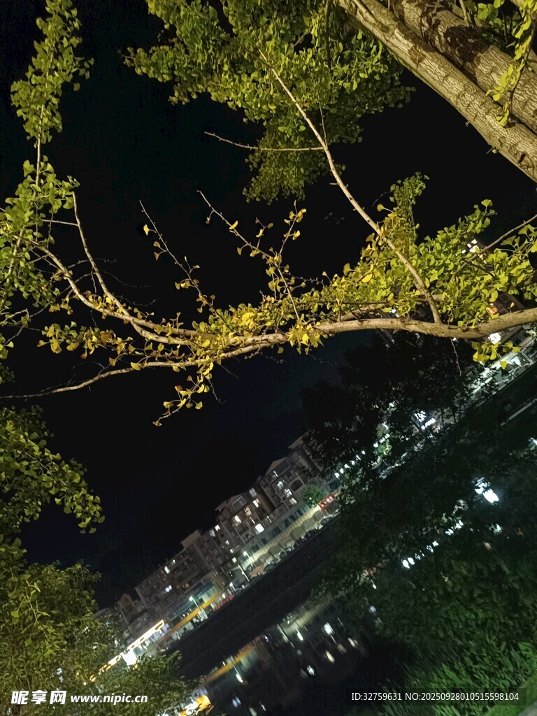 夜中树枝下的城市灯火
