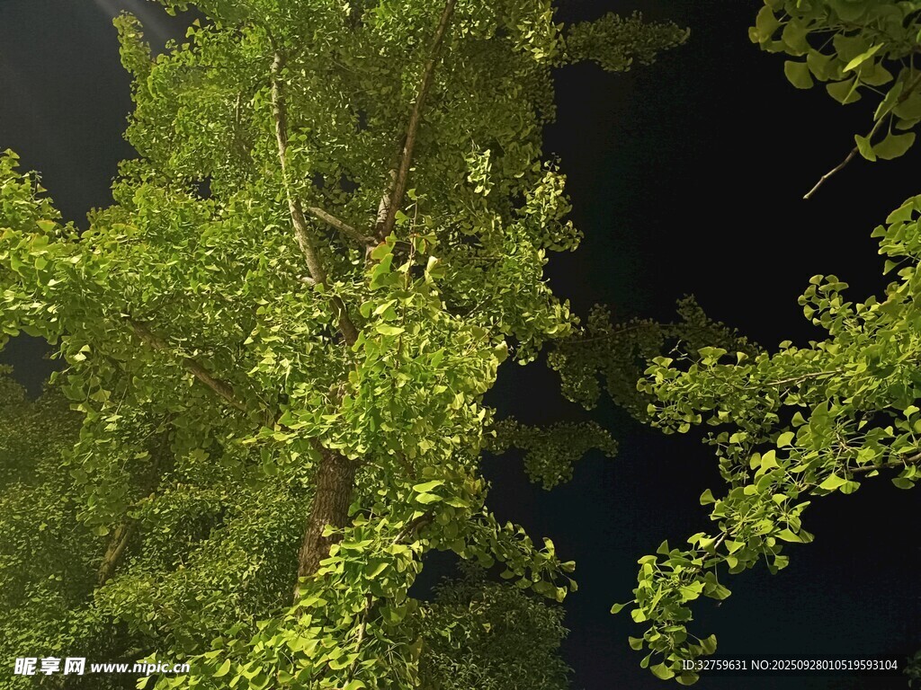 仰视繁茂绿树夜景
