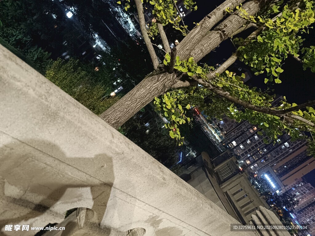 城市夜景中的树木与建筑