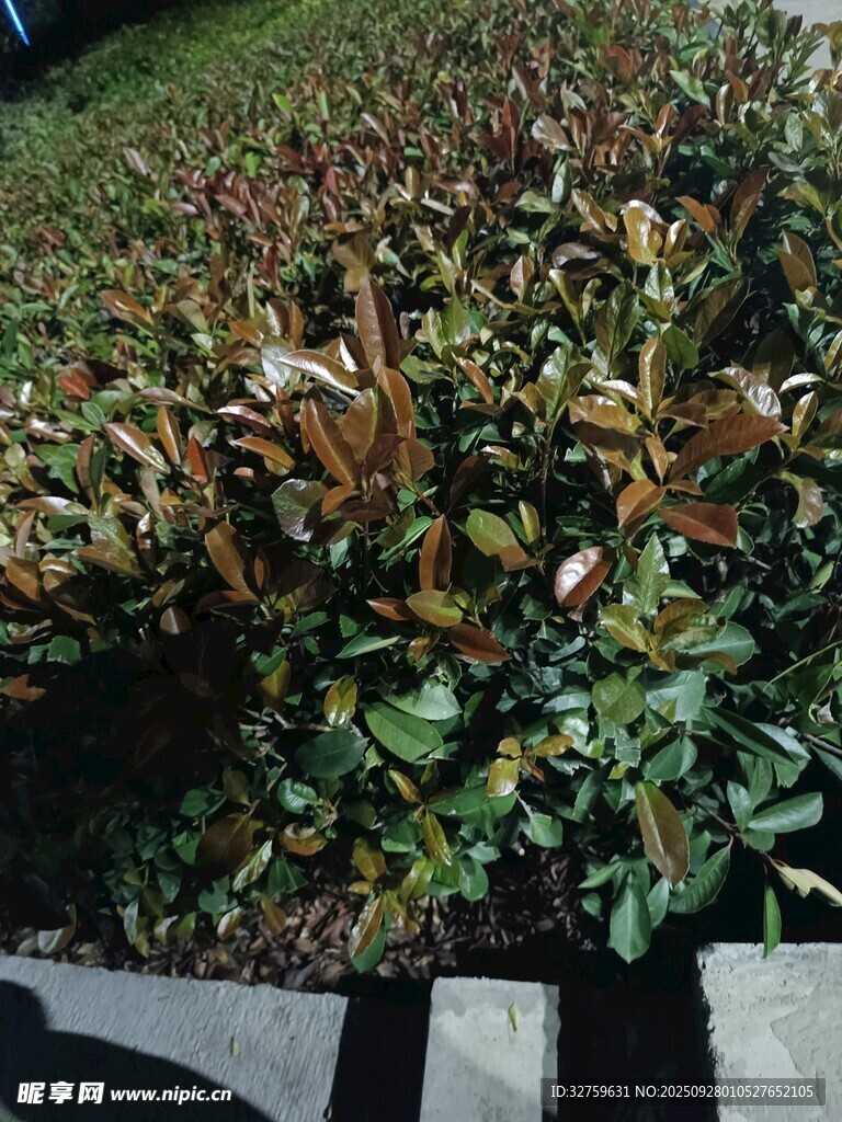 整齐排列的多彩植物景观