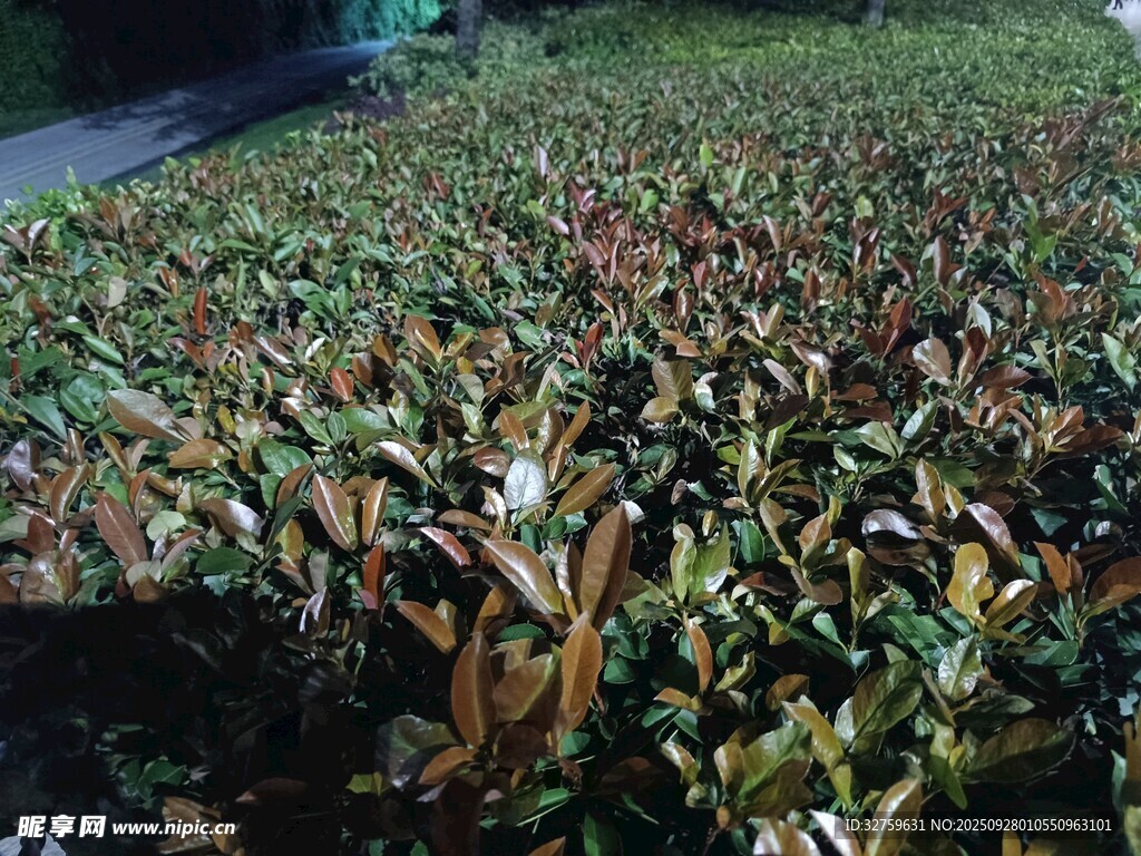 茂密绿植景观