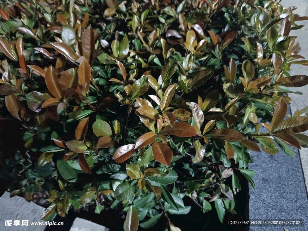 多彩叶片的绿植盆栽