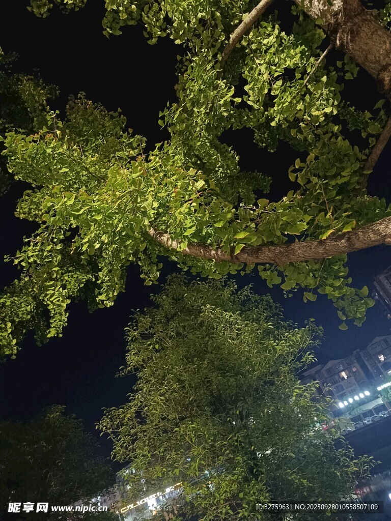 夜下葱郁树枝