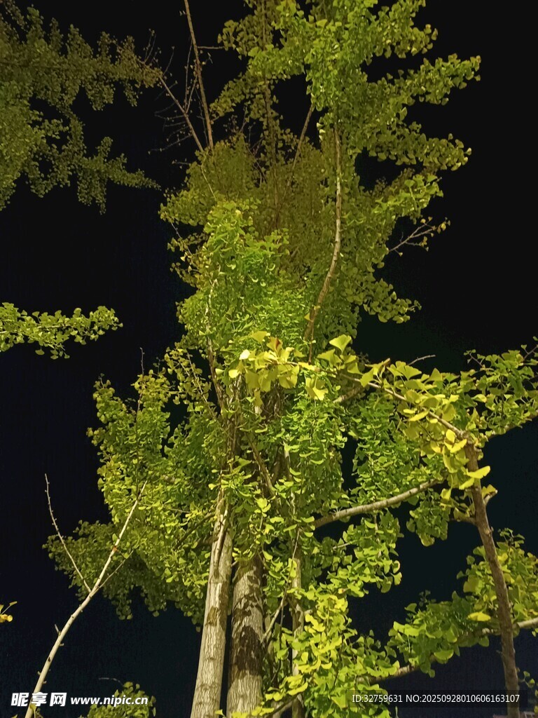 夜晚中的葱郁银杏树