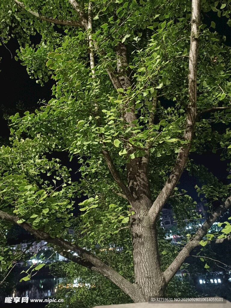 夜晚中的葱郁树木