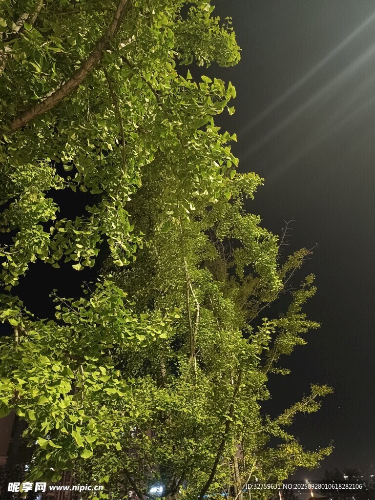 夜晚绿树景致