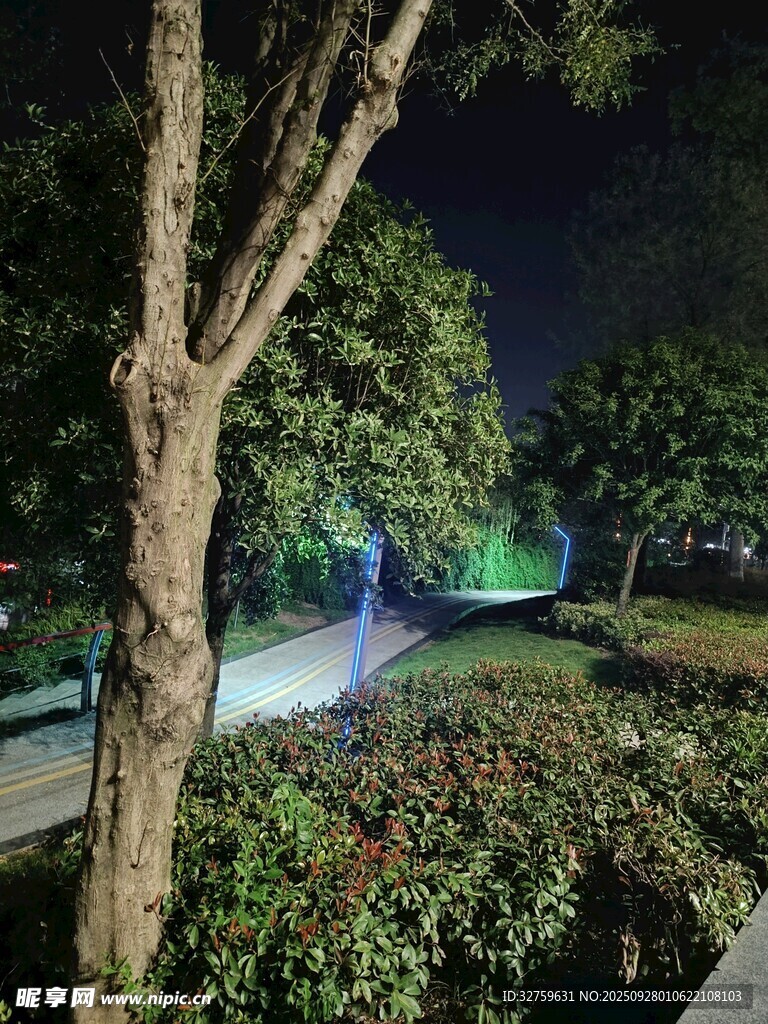 夜晚公园绿植景观