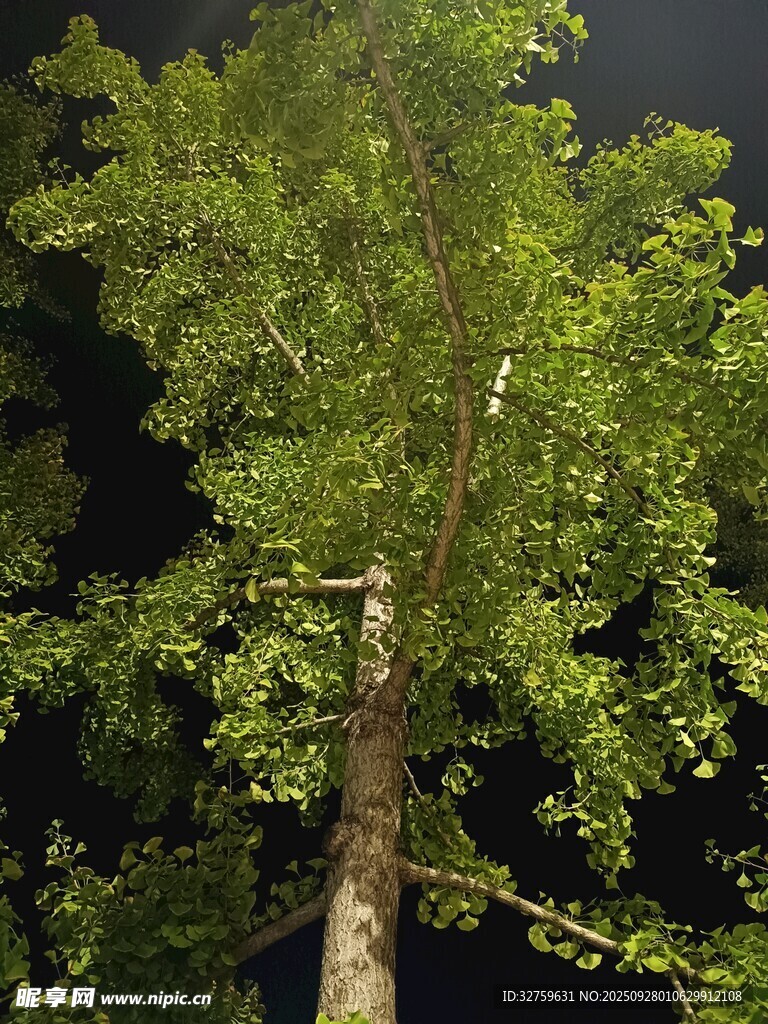 夜晚中的葱郁大树