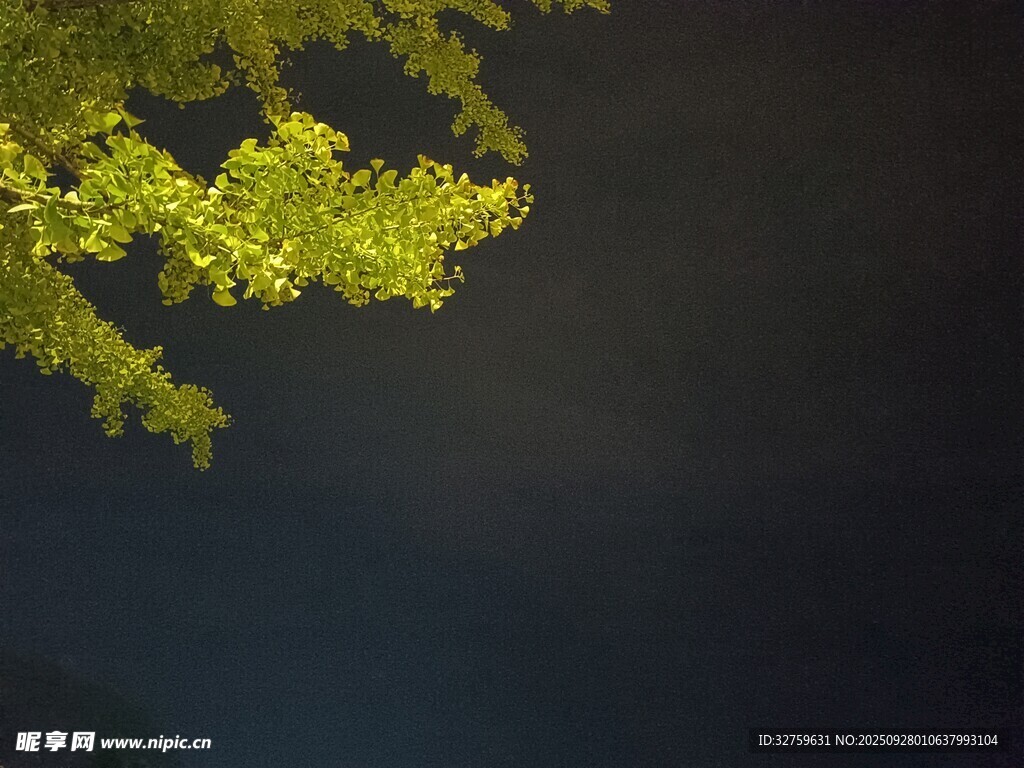 夜幕下的金黄树叶