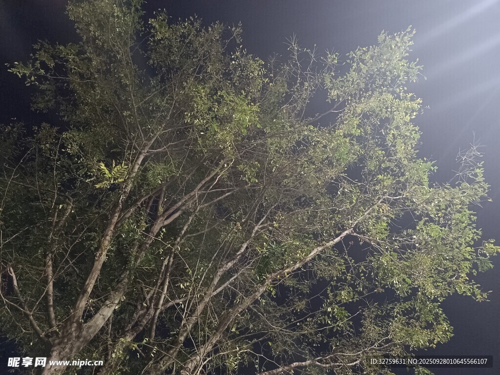 夜晚树林中的光影景象