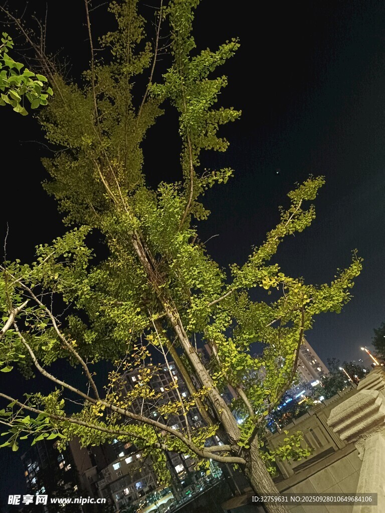 夜晚中的生机绿树