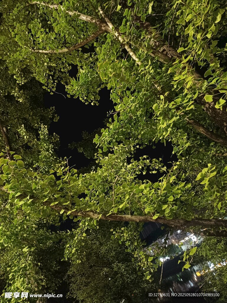夜晚仰视茂密绿树景象
